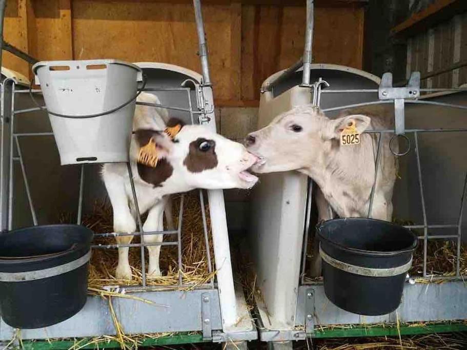 Gite Ferme Cidricole Et Laitiere Villa Magny-le-Desert Eksteriør bilde