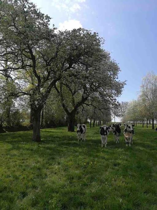 Gite Ferme Cidricole Et Laitiere Villa Magny-le-Desert Eksteriør bilde