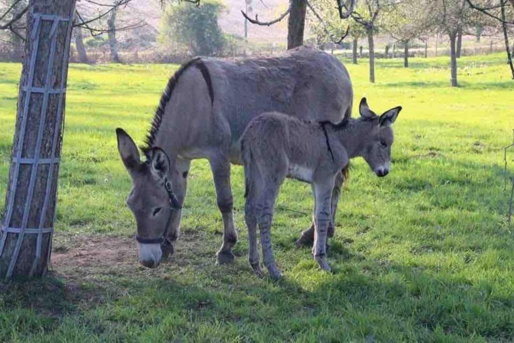 Gite Ferme Cidricole Et Laitiere Villa Magny-le-Desert Eksteriør bilde